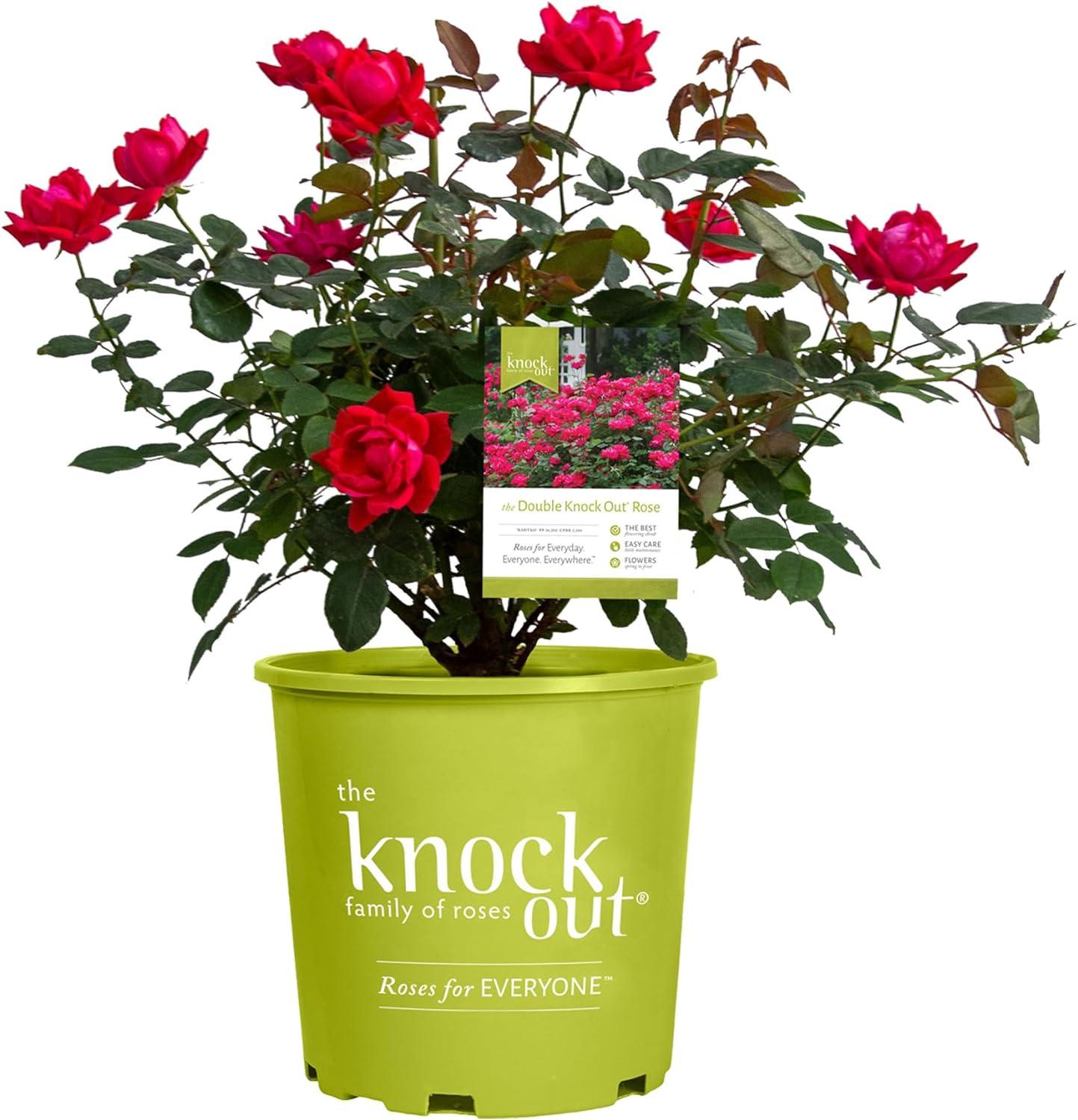 Roses Tested: Surprising Drought & Heat Tolerance