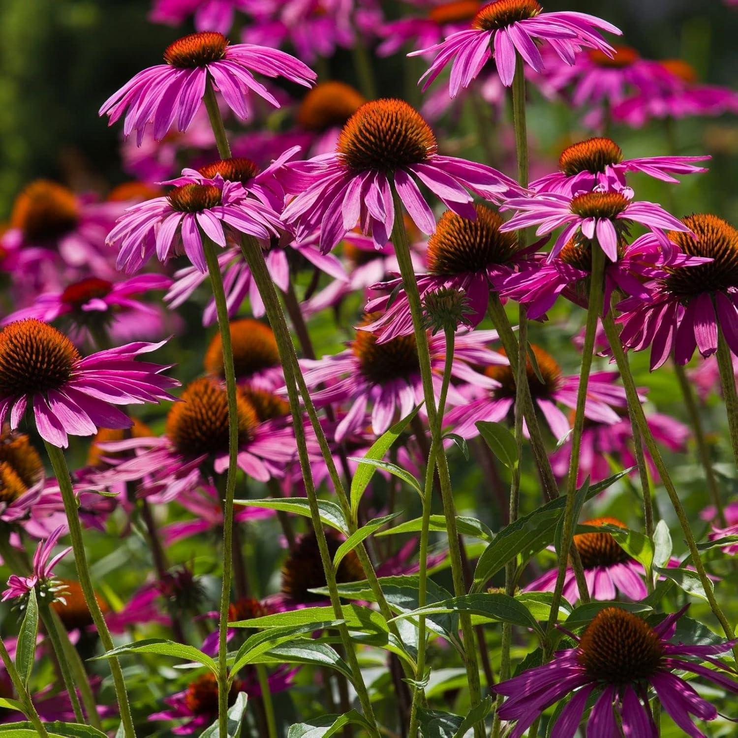 Comparing Clovers' Non-GMO Pots vs. 8" Tall Hardy Perennials - Pollinator Tested