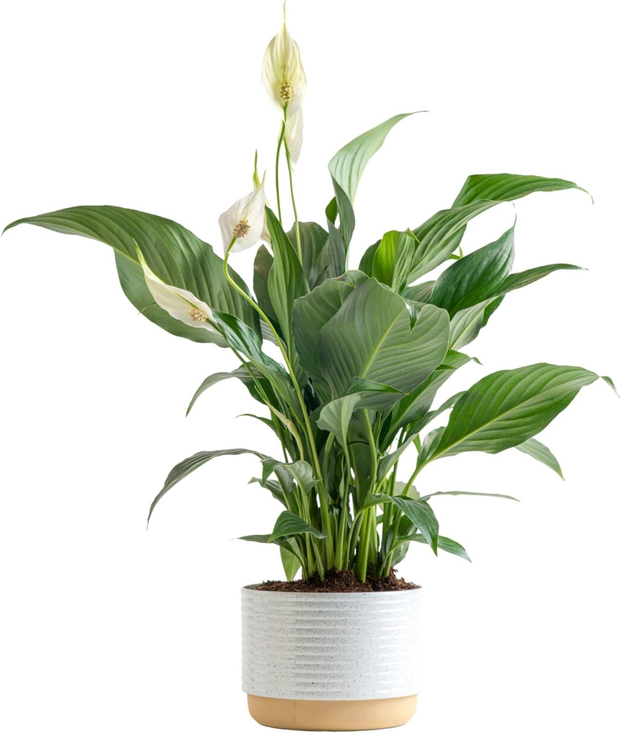 Peace Lily Showdown: Versatile Gift vs Trendy Decor