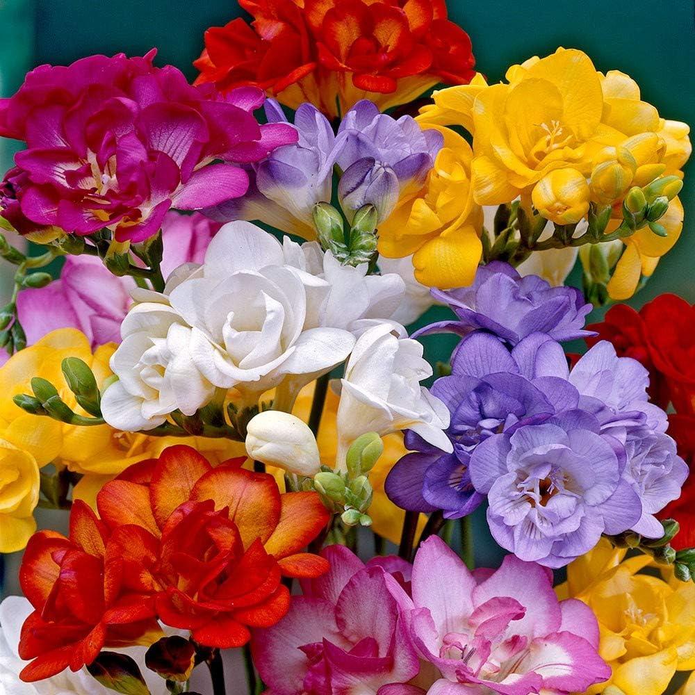 Surprising Spring Insight: Mixed Colors, Iowa-Sourced for Container & Outdoor