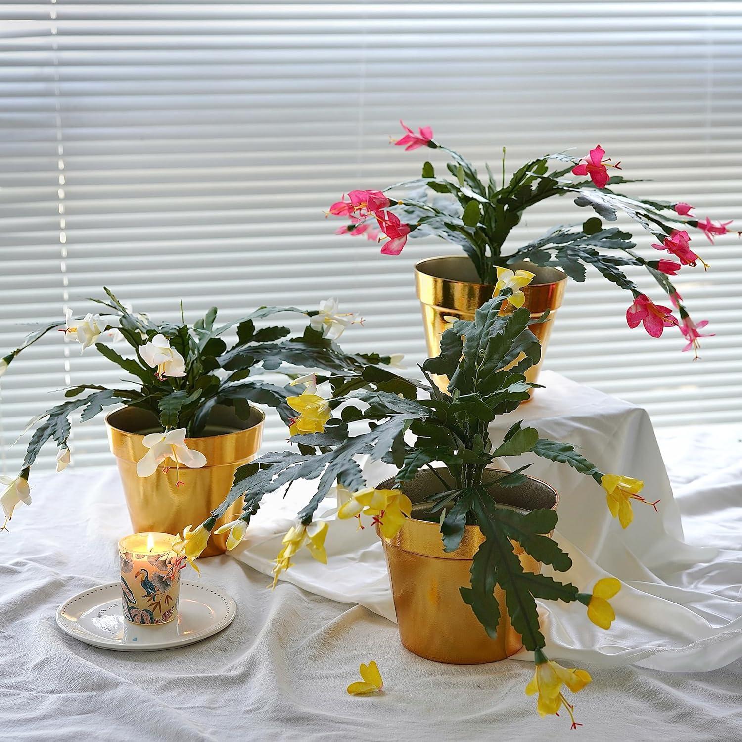 Alyptus with Pot vs. 3-Ornament Cactus: Surprising Low-Maintenance Showdown?