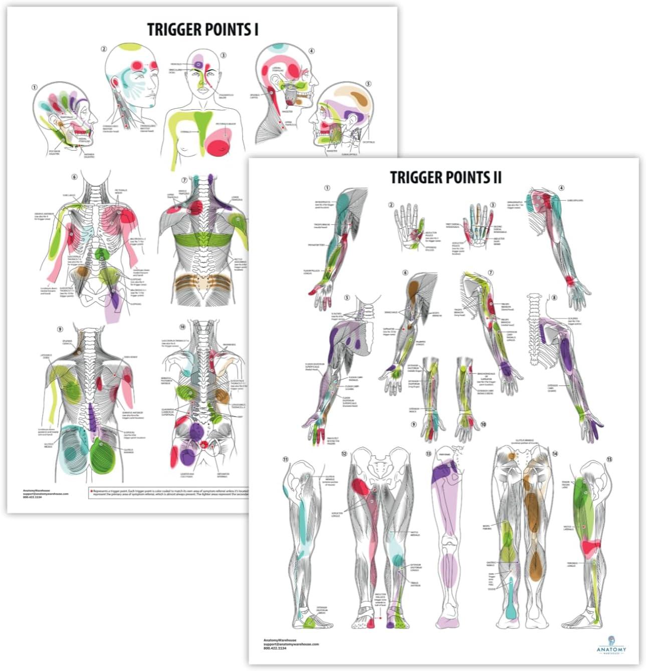 Anatomy Poster Showdown: Tested For Accuracy...Best For Medical Learning