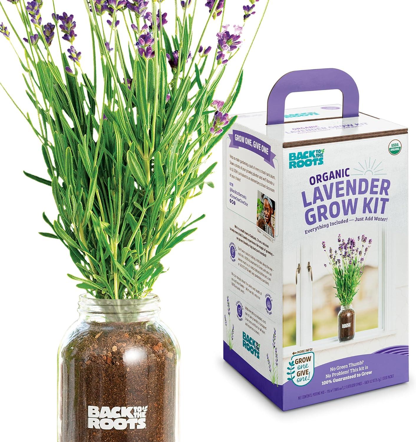 Surprising Indoor Lavender: Tested for Drought-Tolerant, Low-Maintenance Growth!