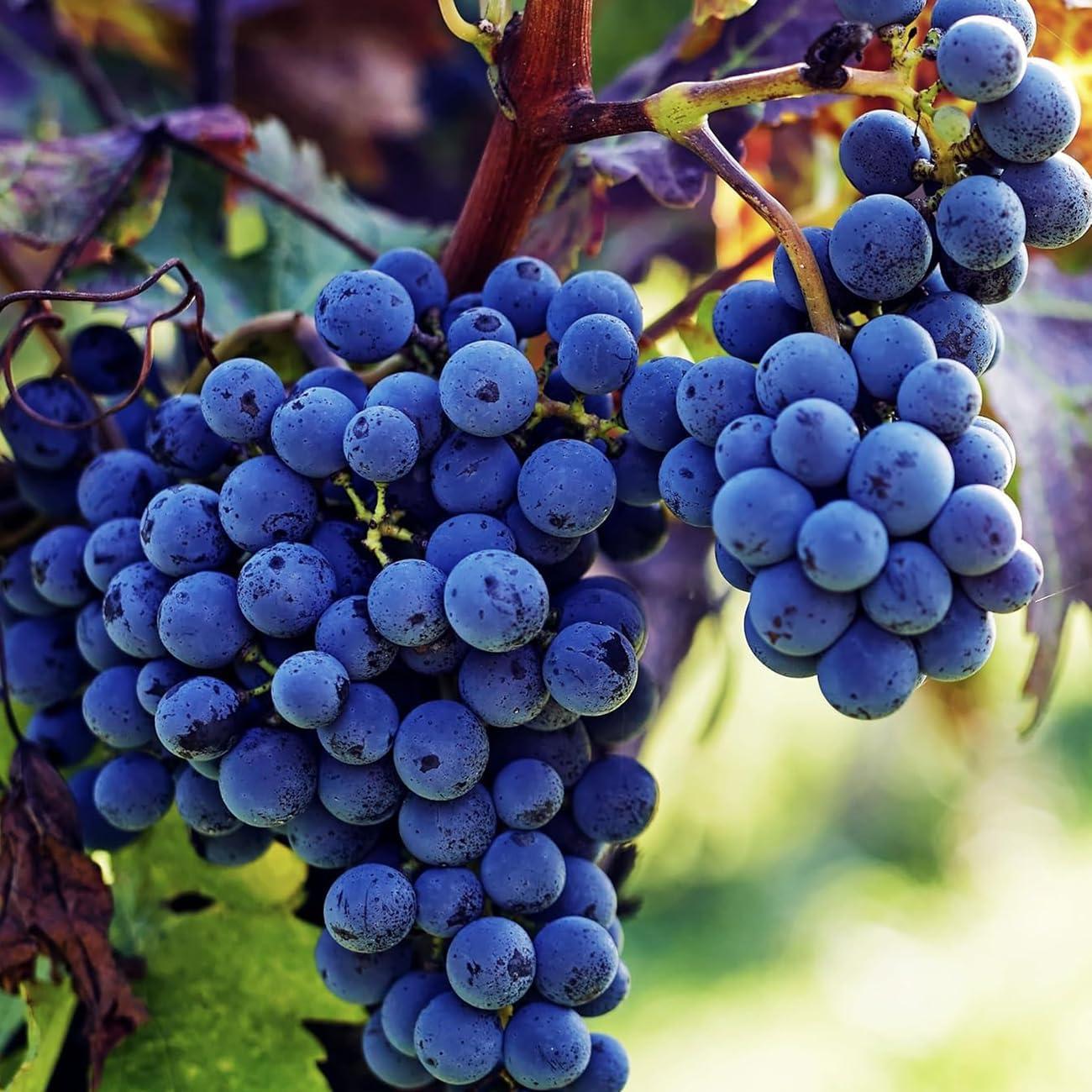 Grapes Showdown: Tested Seeds, Bareroot Plants, Sweet Seasonal Harvests