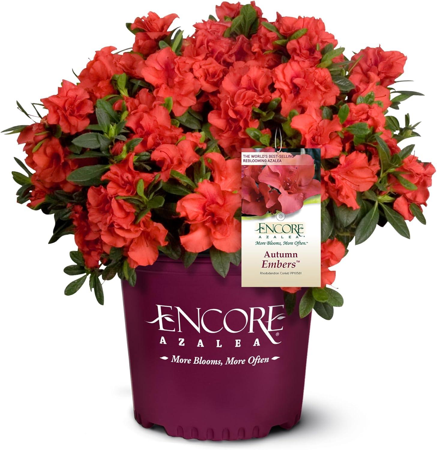 1-Gallon Autumn Embers vs. Compact Shrubs: Surprising Fall Bloom Test (tested)