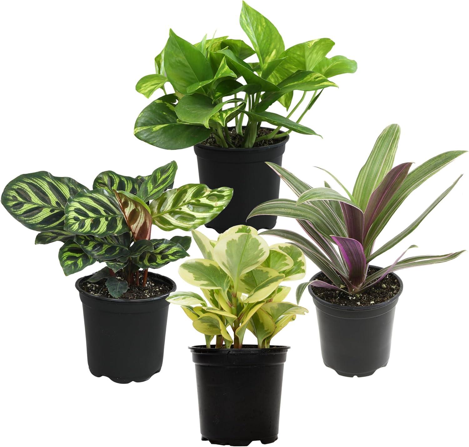 Showdown: Tested for Air-Purifying, Easy-Care, Drought-Resistant, Live Pots, and Pet-Safe Houseplants
