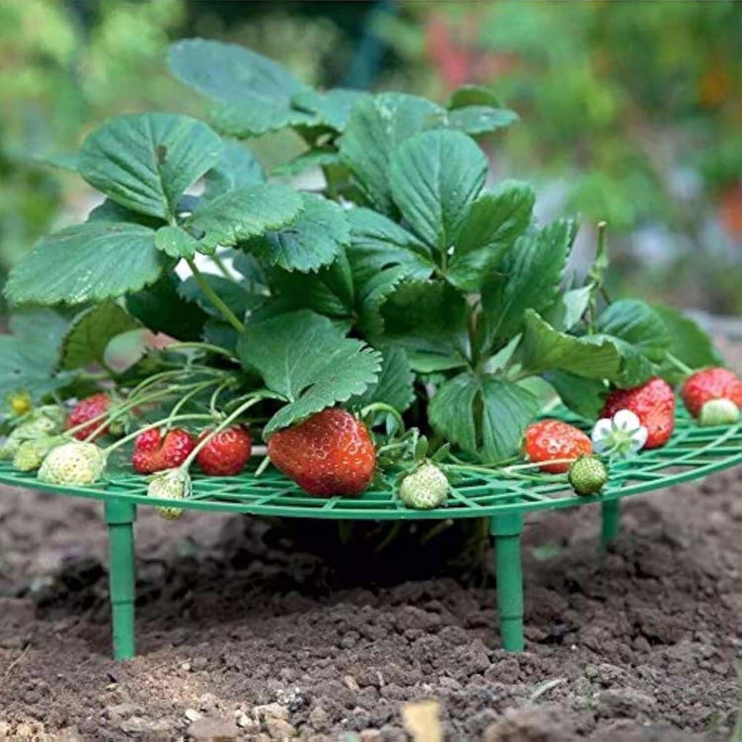 Strawberry Supports: Tested for Root Safety and Rot-Proof Rainy Season Use