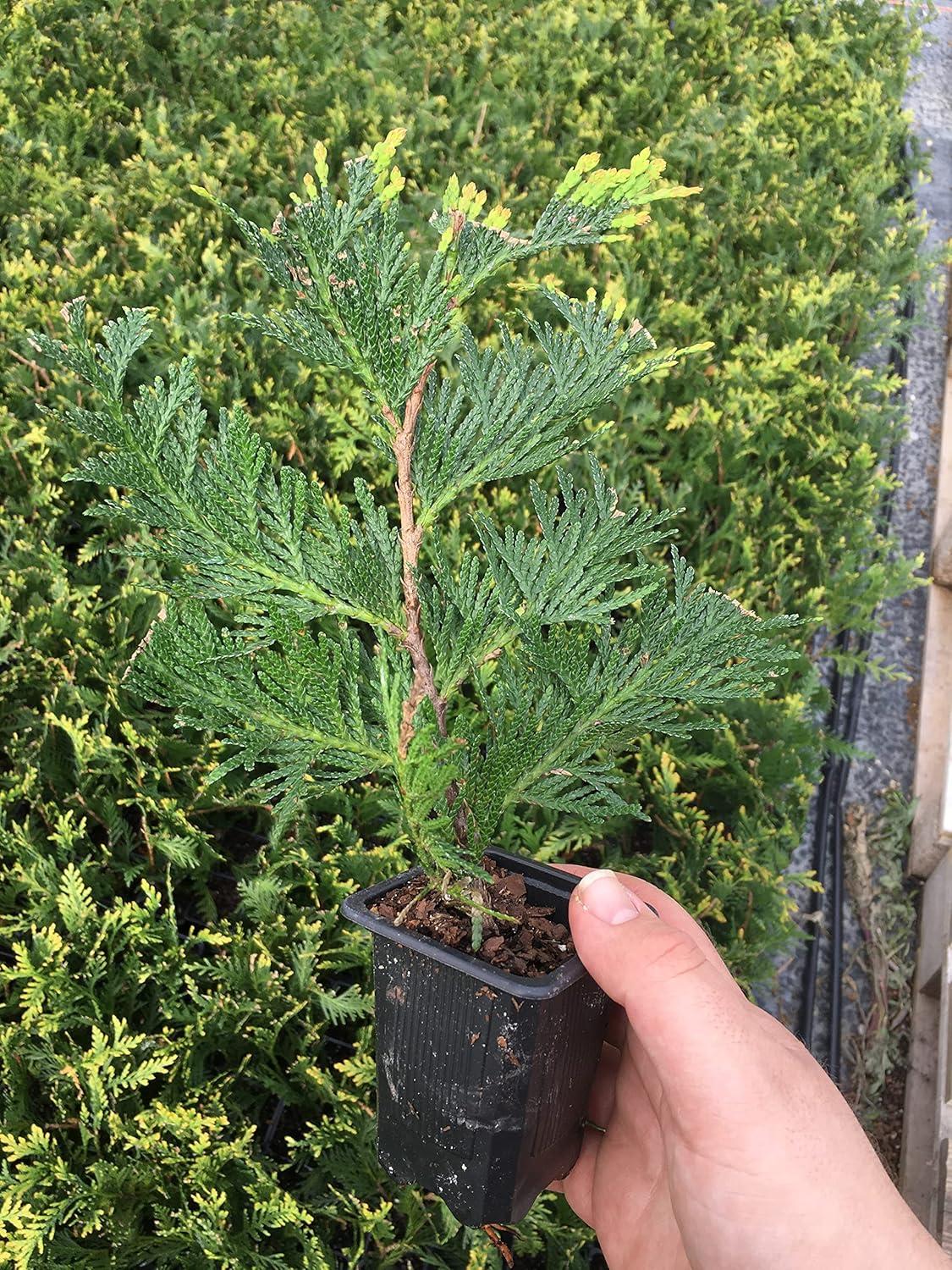 Surprising: Thuja Trees for Cold-Weather Gardens