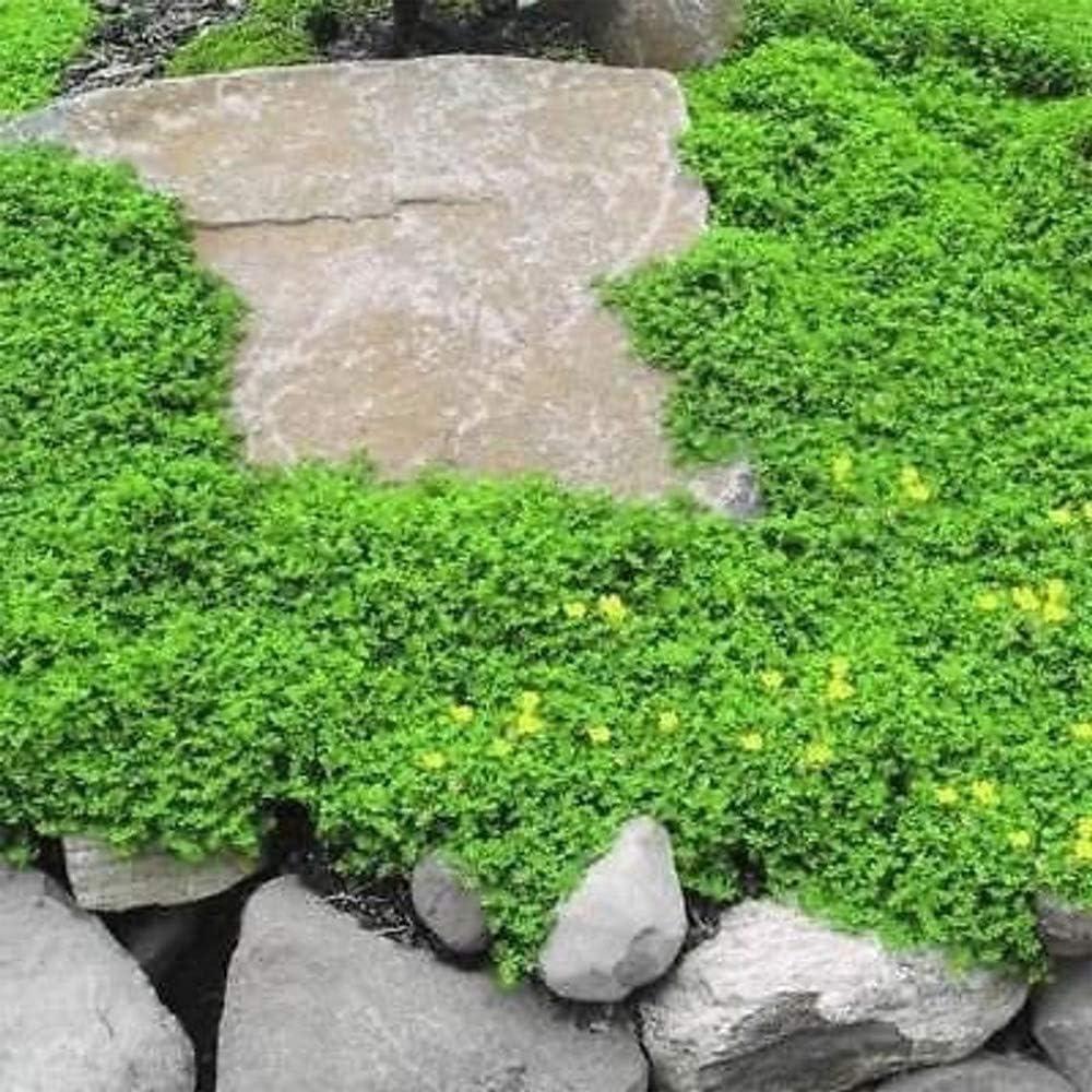 Aubrieta vs Green Carpet: Drought-Tested Ground Cover Showdown