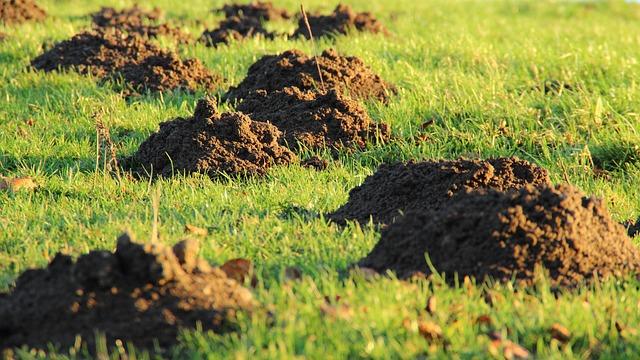 Best Lawn Bug Killer That Keeps Your Family Safe