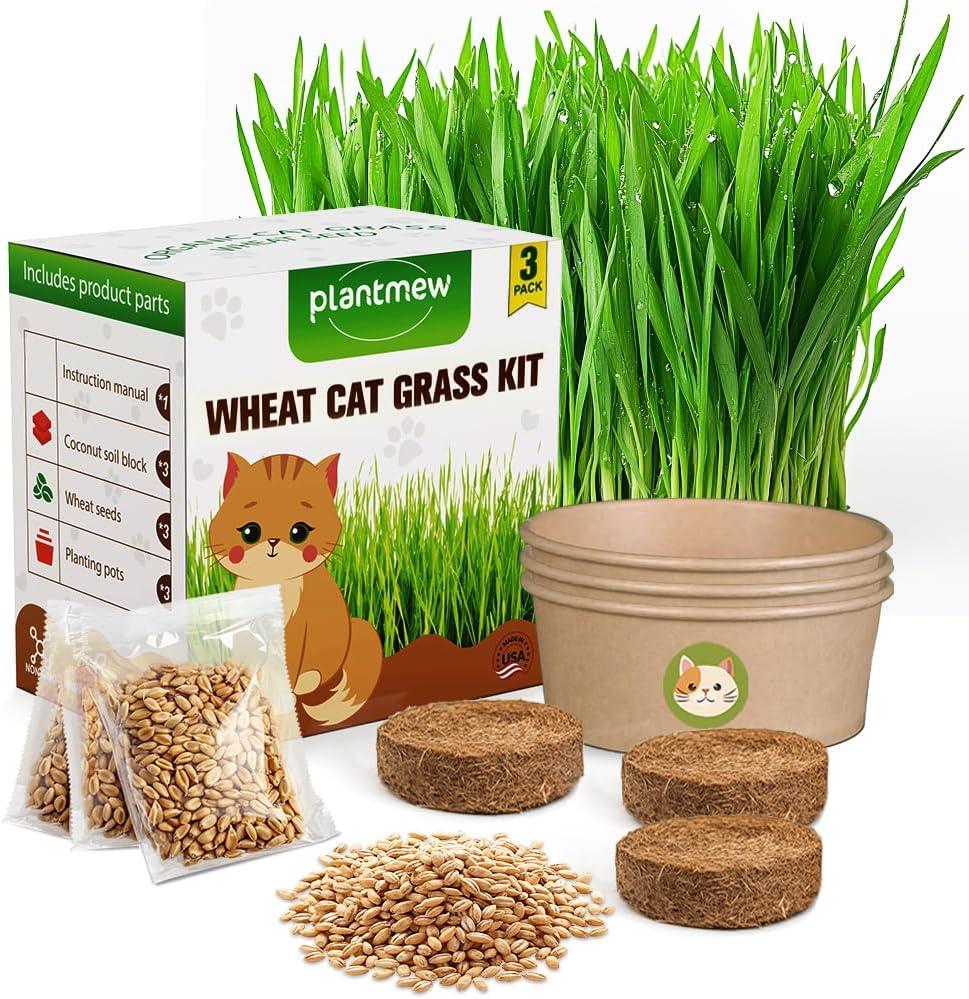 Best Indoor Plants: Easy to Grow 3-Pk Cat Grass Kit Review