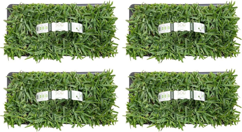 Best Lawn Repair – SodPods® St. Augustine Grass Plugs Review