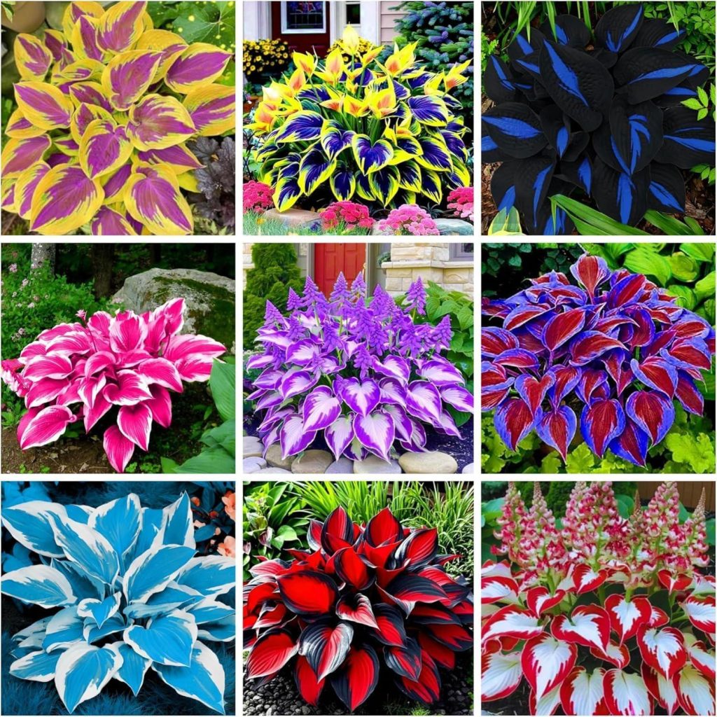 Best Garden Plants – 350+ Hosta Seeds Heart-Shaped Hosta Review