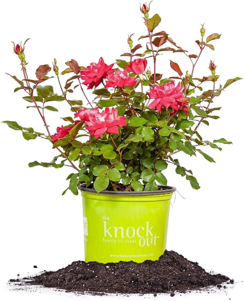Best Plants – Perfect Plants Double Red Knock Out Rose Review