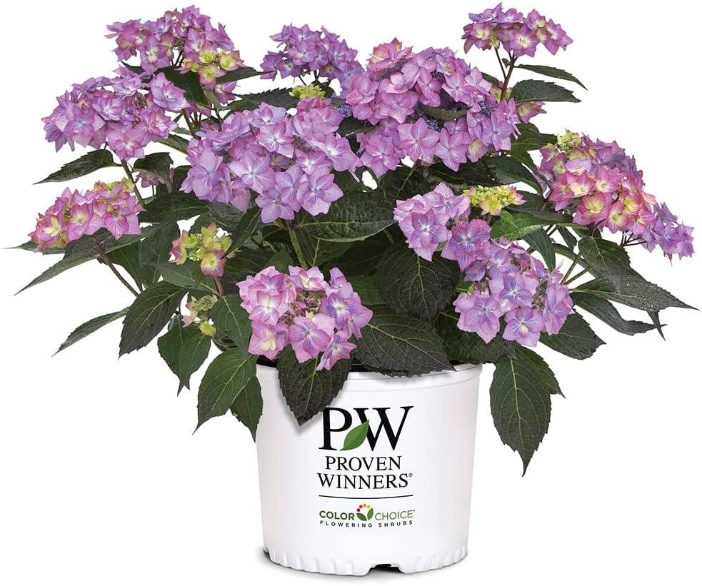 Best Shrub – Proven Winners 2 Gal. Let’s Dance Can Do Hydrangea Review