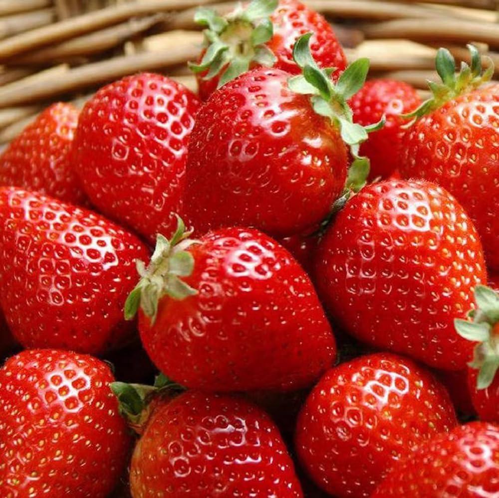 Best Garden Seeds – 300PCS Giant Strawberry Seeds Review