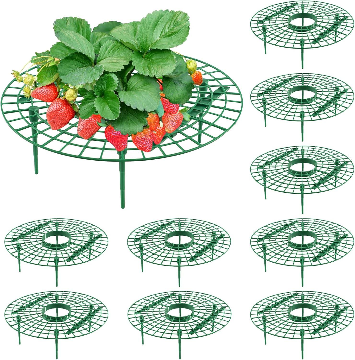 Strawberry Rack Showdown: Unique Stands Tested For Clean Growth In Spring… Compare Support Frames!
