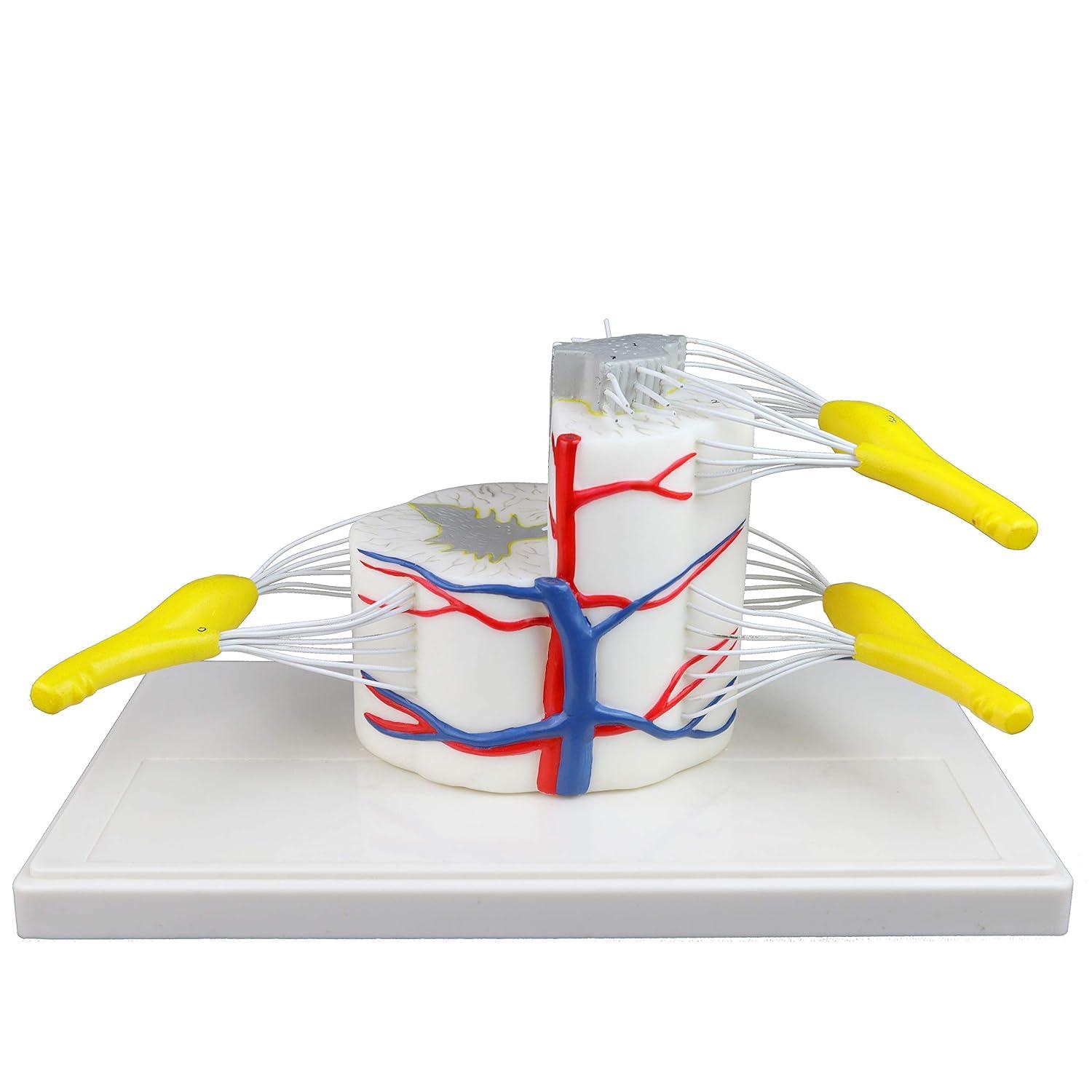 Medical Anatomy Models Showdown: 5x Scale, Cross-Section & Nerve Branchs for Students