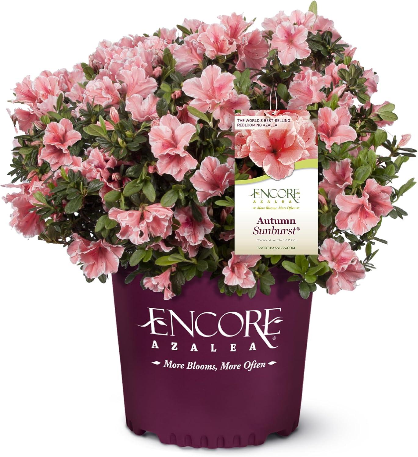 Encore Azalea vs. Autumn Sunburst: A SurprisingAzalea Showdown... (24-hour bloom, droughtTESTED)