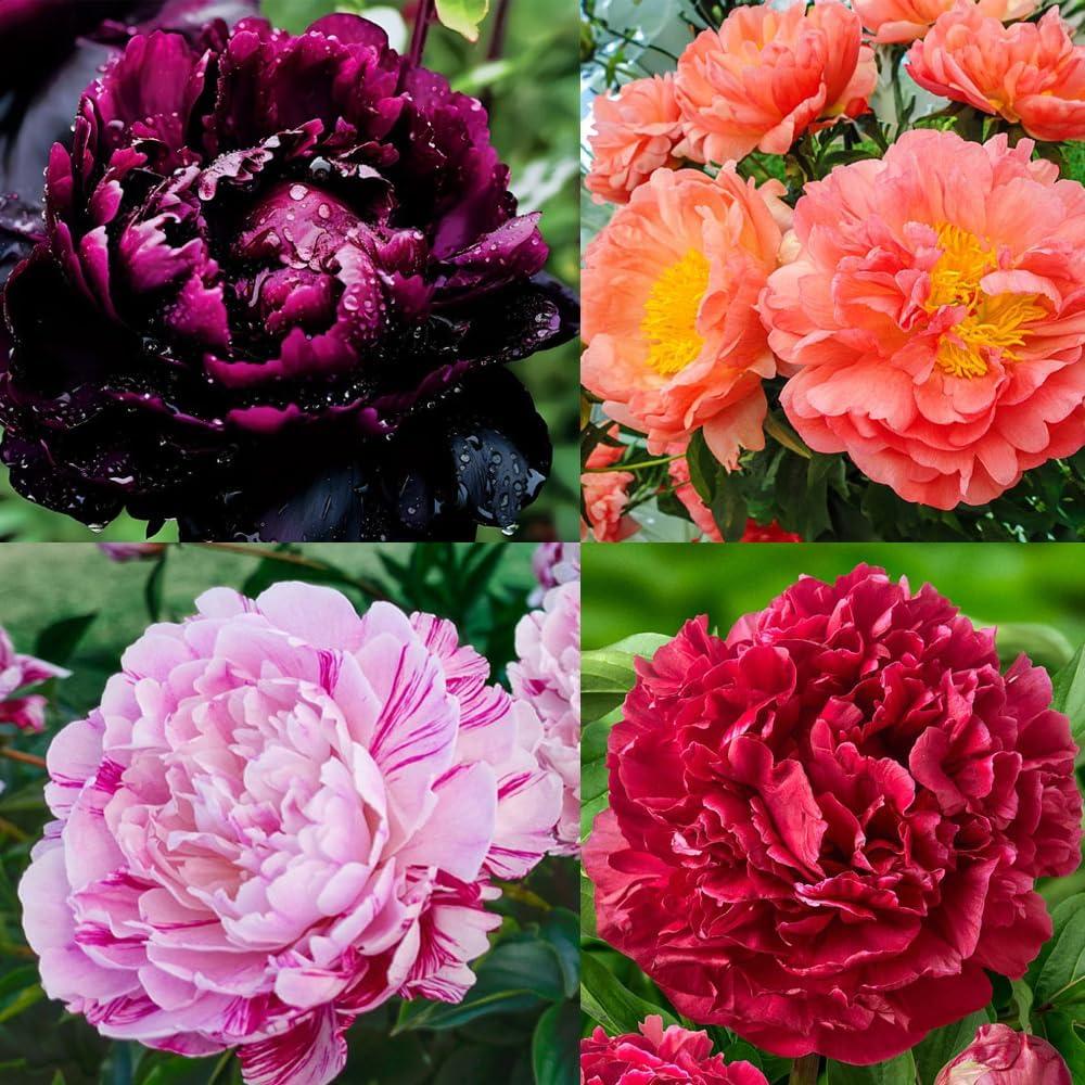 Peony Seeds Showdown: Fragrant Blooms vs. Butterfly Chums