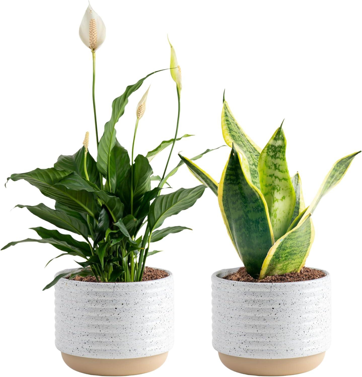 Surprising Benefits of Indoor Houseplants: Costa Farms Showdown
