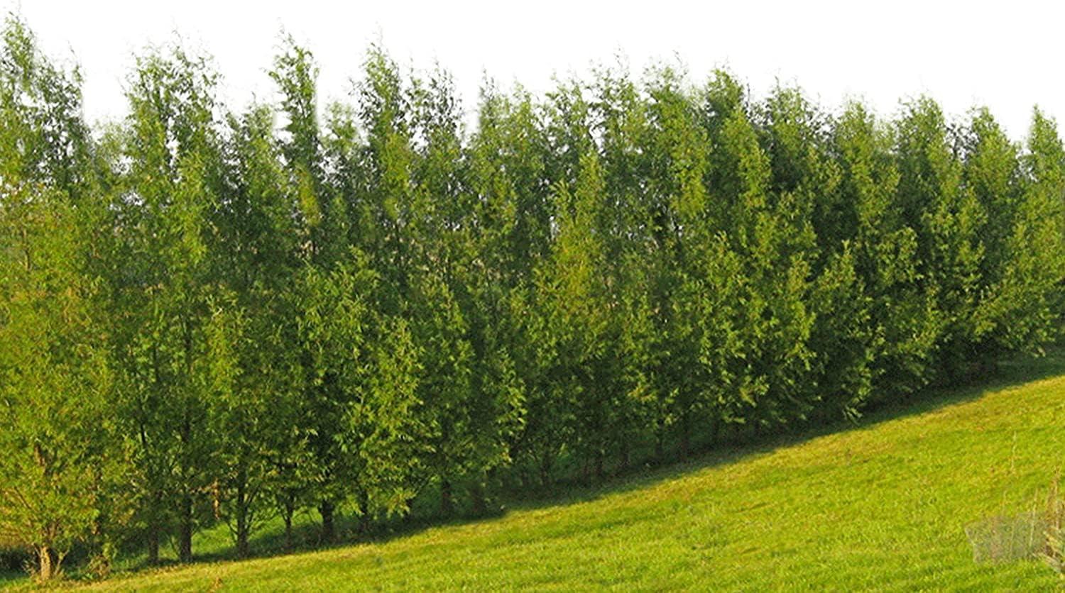 Privacy Trees Showdown: Fastest Growing Options for Shade