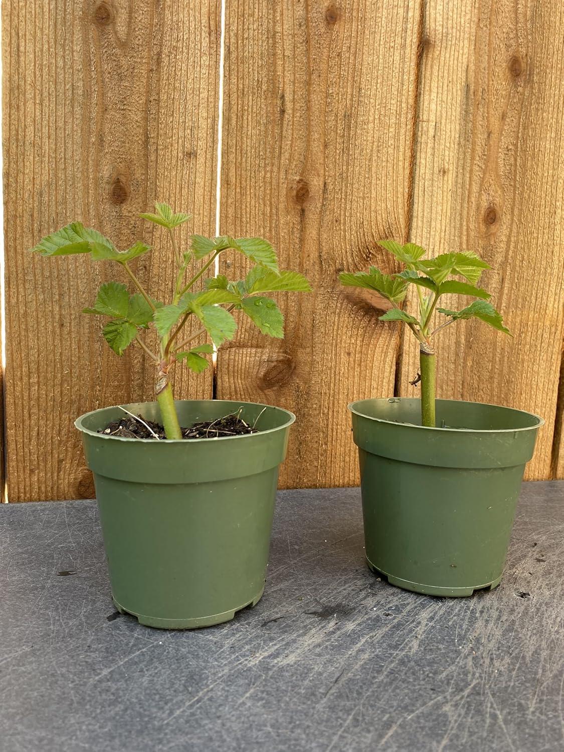 BlackBerry Plants Showdown: Kiowa, Triple Crown, or Natchez?