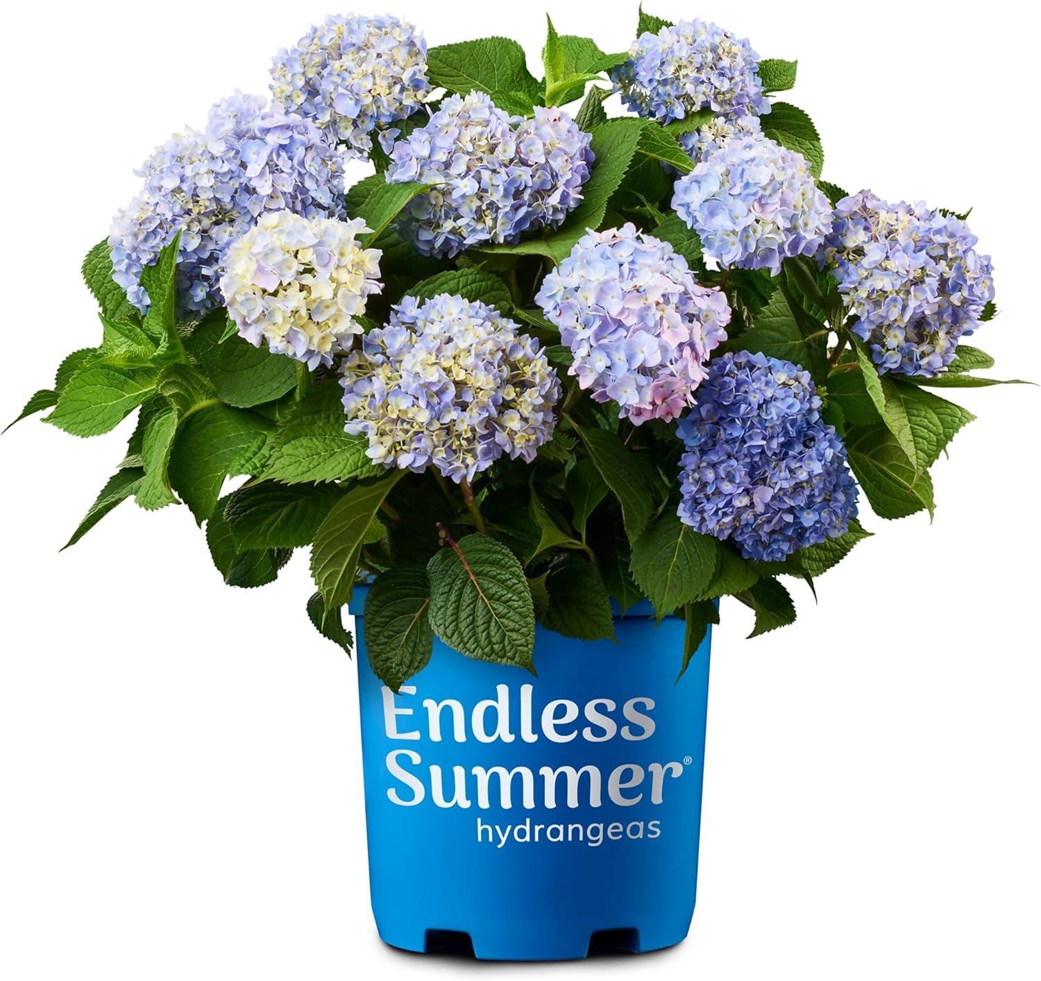 Colorful Hydrangea Showdown: Original vs. Summer Crush vs. Pop Star