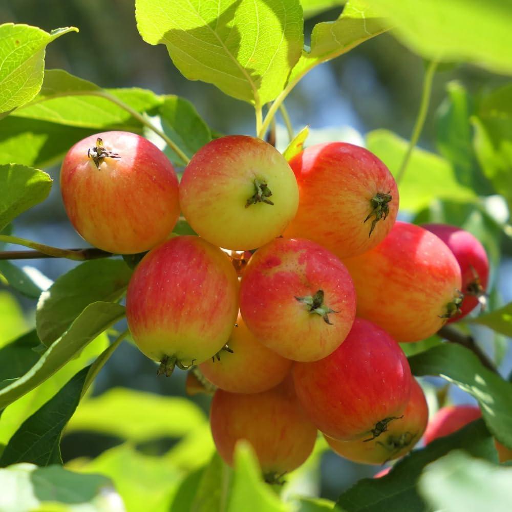 Roselow Crabapple Showdown: Perfect for Zones 4 to 9!
