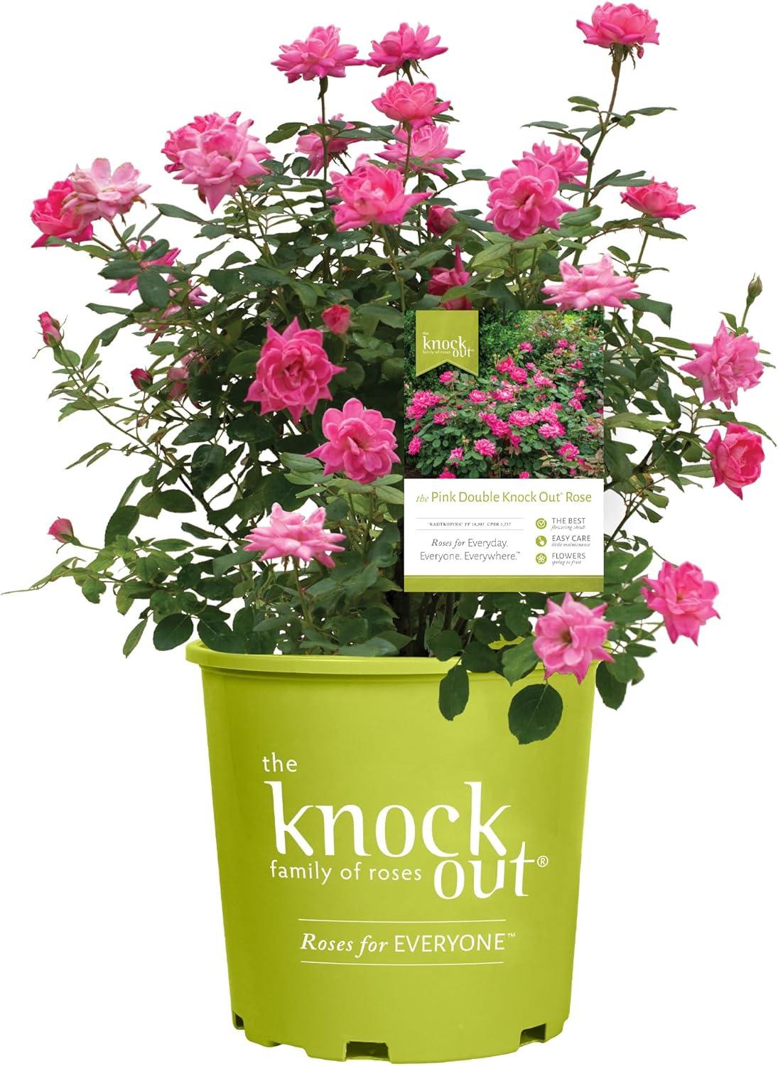 Roses Showdown: The Versatile Knock Out vs. Heirloom's Best