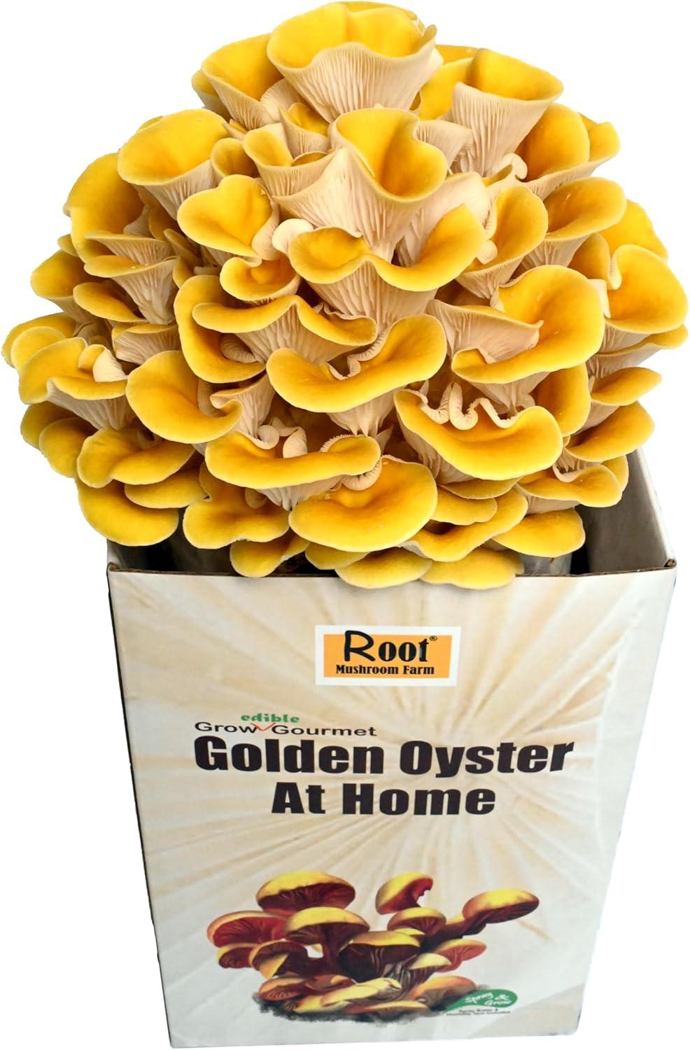 Surprising Insight: 7-Day Organic Mushroom Growing Kit