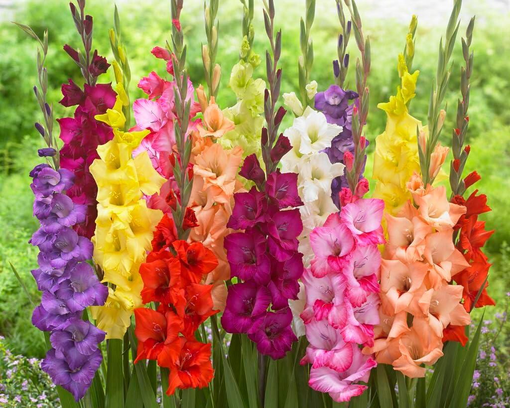 10 Gladiolus Bulbs: Surprising Color Mix for Easy Container Flower Growth