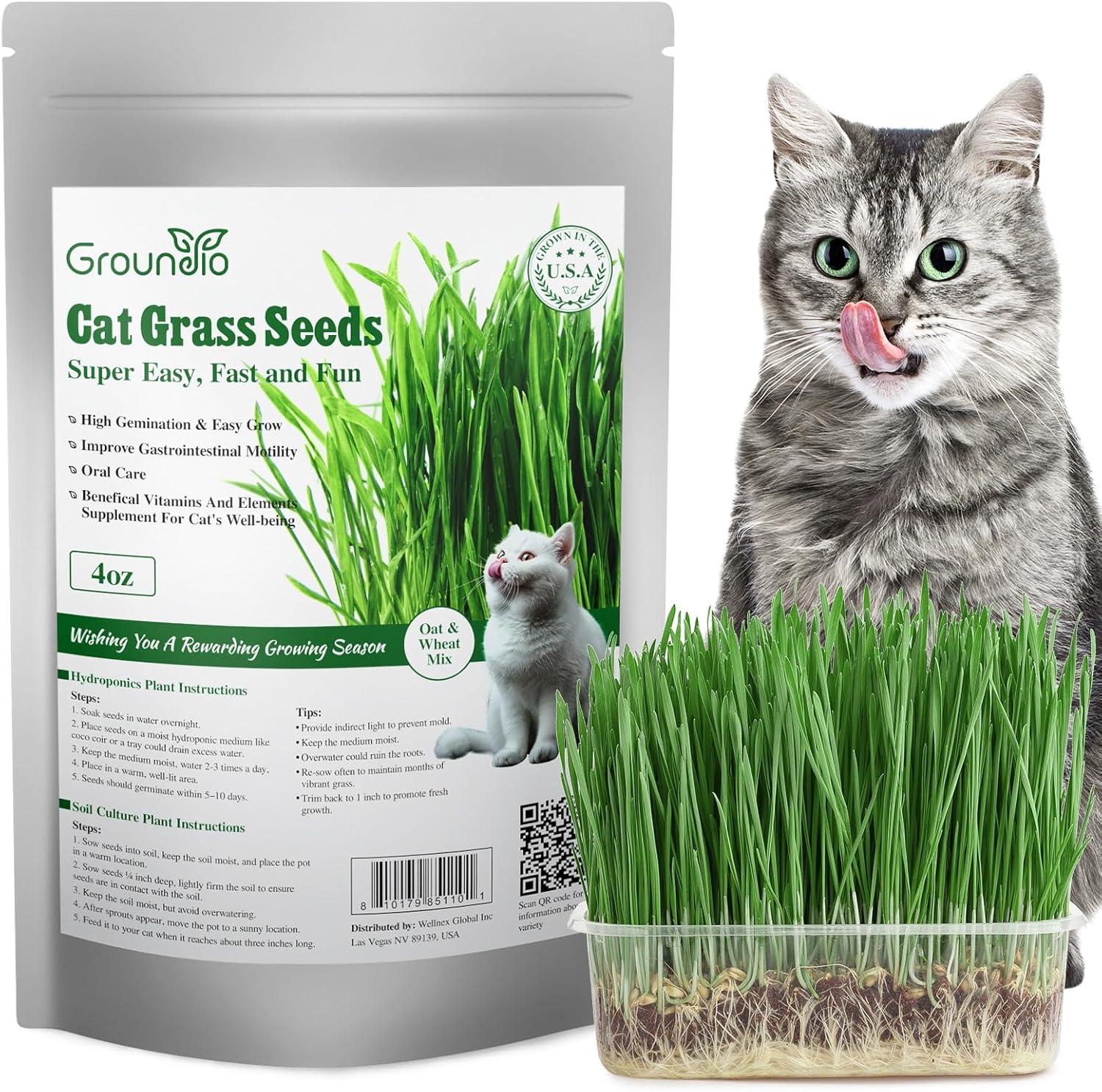 For Curious Cats, Cat Grass Seeds Offer Surprising Health Gains