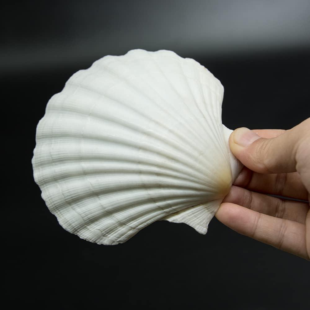 Best DIY Craft Decor - 10 PCS 4-5 Inch Large Scallop Shells Review
