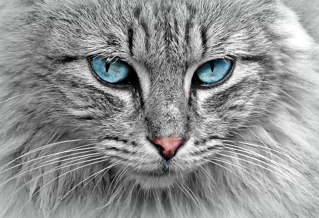 Best Cat Litter Box That Actually Works