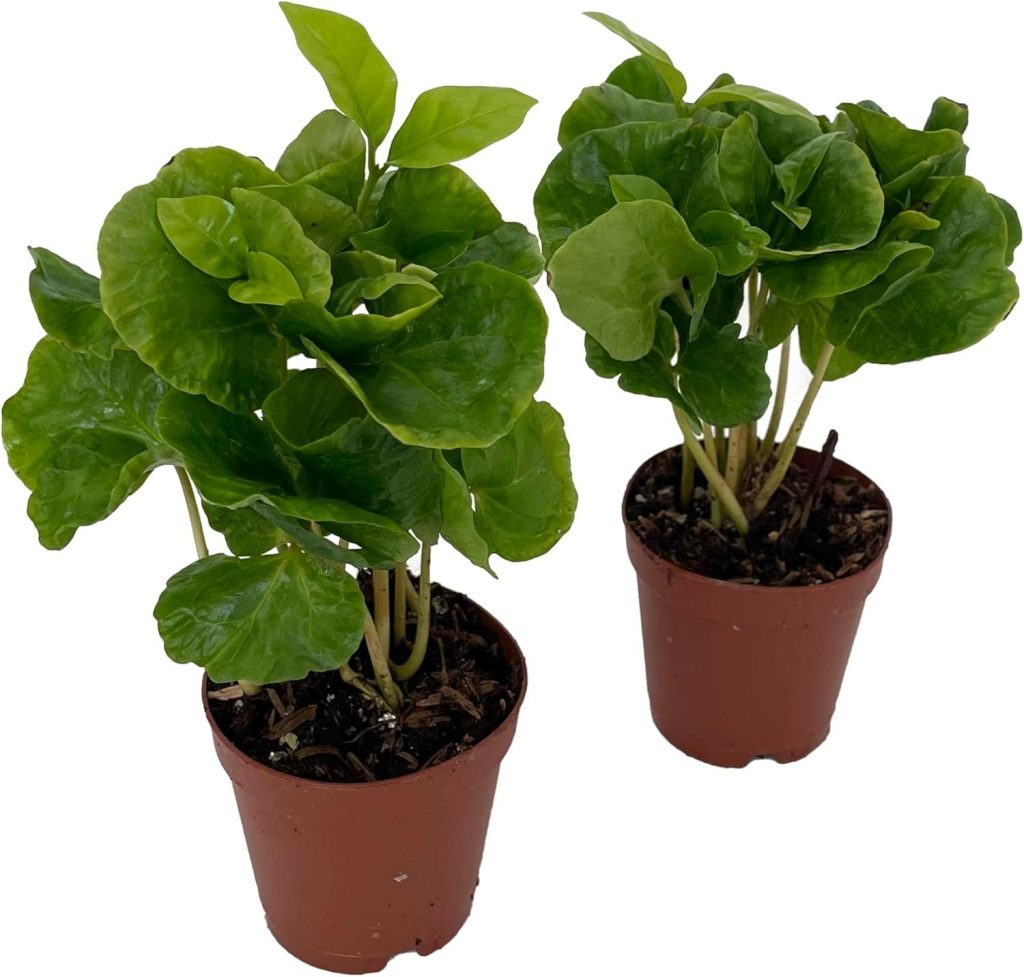Best Indoor Garden – Hirt’s Arabica Coffee Bean Plants Review