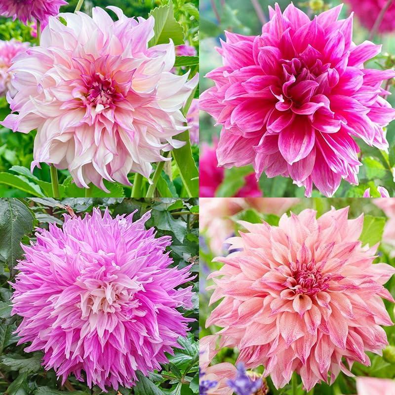 Best Garden Flower Seeds – 100+ Perennial Dahlia Labyrinth Review
