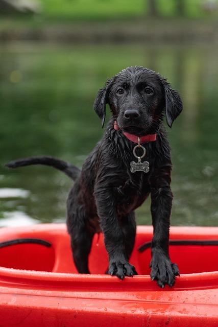 The Best Puppy for Your Family: Find a Friendly, Easy-to-Train Buddy