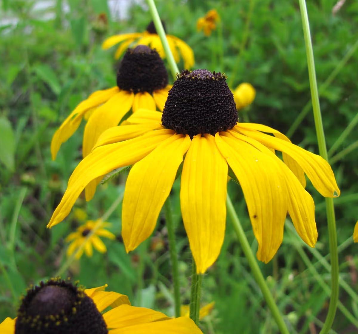 Pollinator Garden Showdown: 32 Tested Native Plants