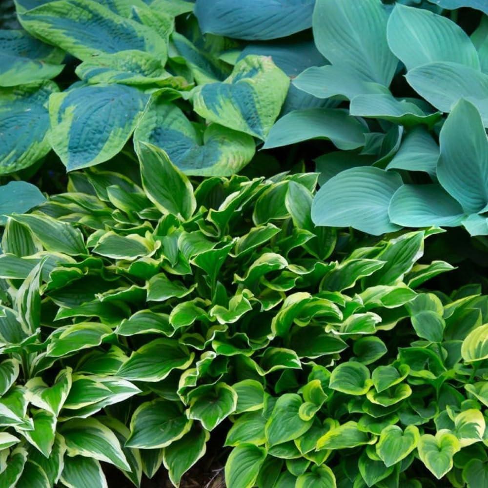 Surprising Value for Vibrant Hostas in Shade-Low-Maintenance Perennial Showdown